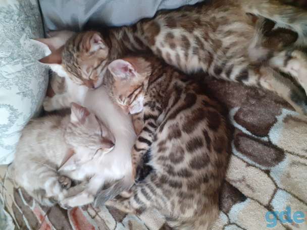 Котята бенгальской породы, фотография 1