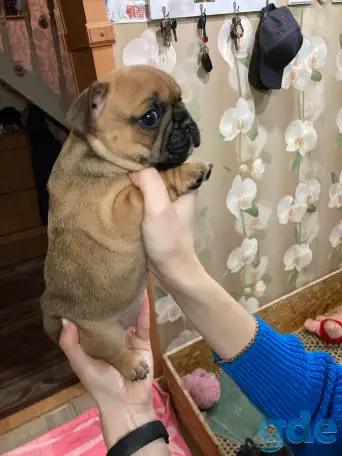 Французский бульдог, фотография 11