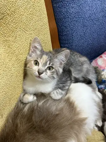 Кошечка ищет дом, фотография 5