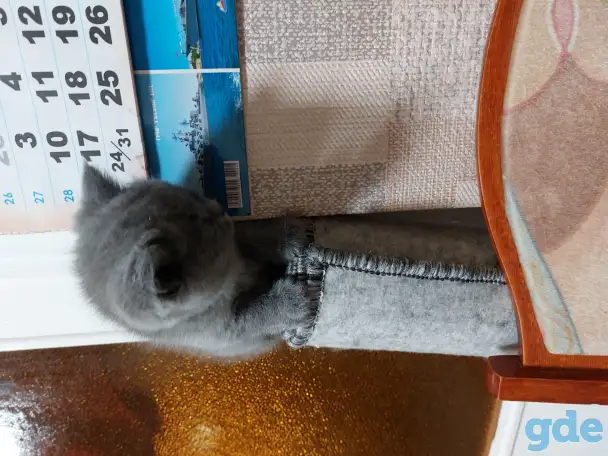 Британские котята, фотография 3
