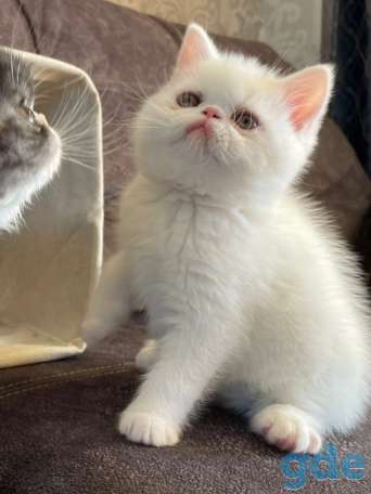 Продам котят экозотов, фотография 2
