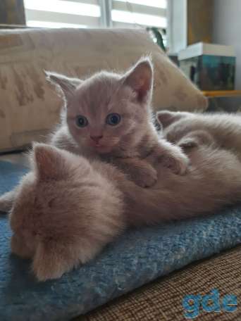 Котята, фотография 1