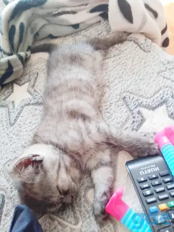 Шотландские котята, фотография 6