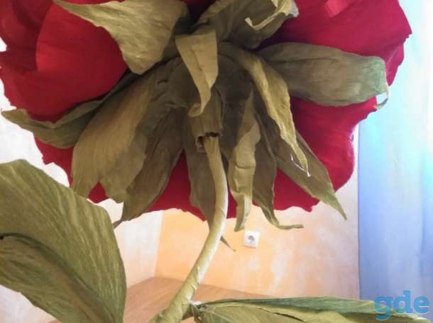 Ростовые пионы, фотография 5