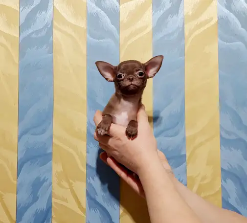 Мини чихуахуа, фотография 2