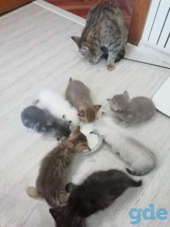 шотландские котята короткошерстные прямоухие, фотография 5
