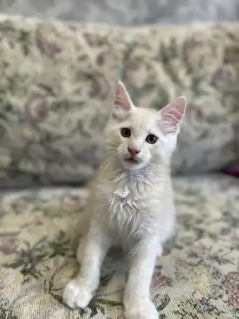 Котята мейн-кун, фотография 6