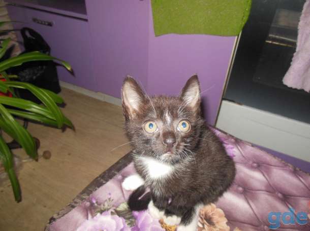 котёнок 3 меяца мальчик в дар, фотография 1