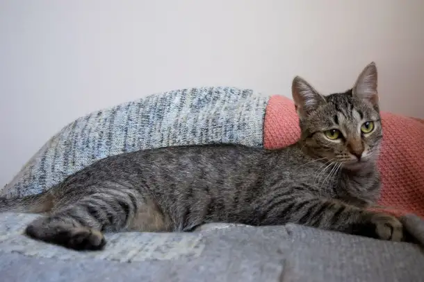Котенок Тоффи, 7 мес., фотография 6