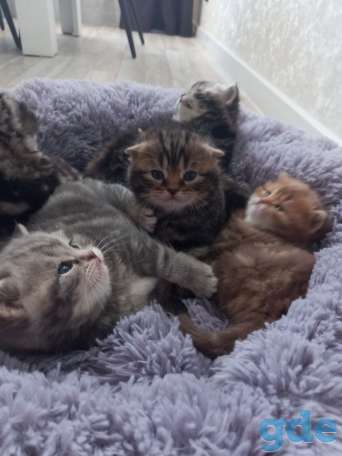 Шотландские котята, фотография 2