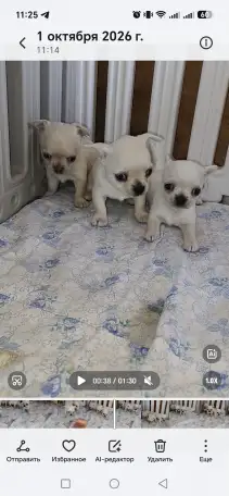 Чихуахуа девочки, фотография 1