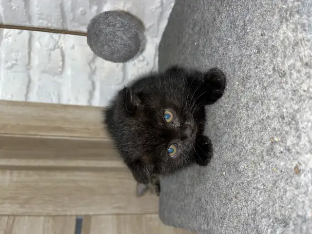 Шотландские котята, фотография 2