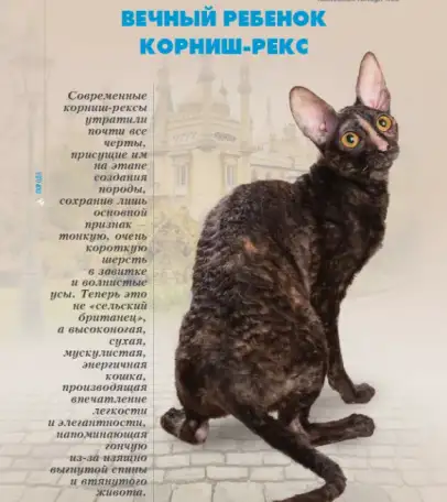 Передержка Домашних Питомцев, фотография 1