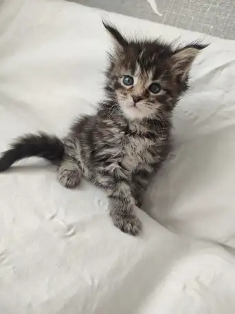 Котята Мейн-кун, фотография 7