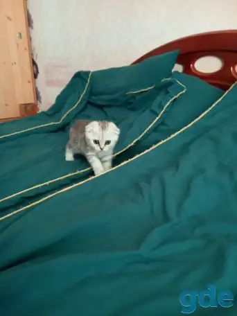 Продам котят Шотландцы Шиншилла, фотография 2