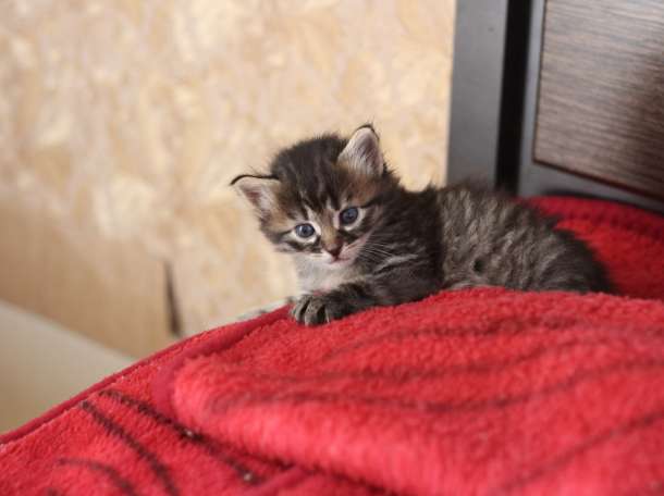 отдам домашних котят, фотография 6