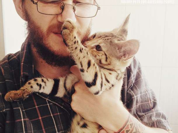 Коты Саванна Ф1 у вас дома!, фотография 4