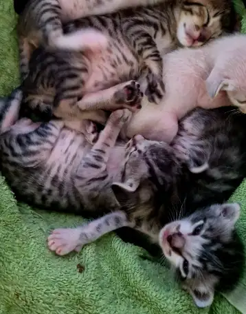 Ориентальные котята, фотография 2