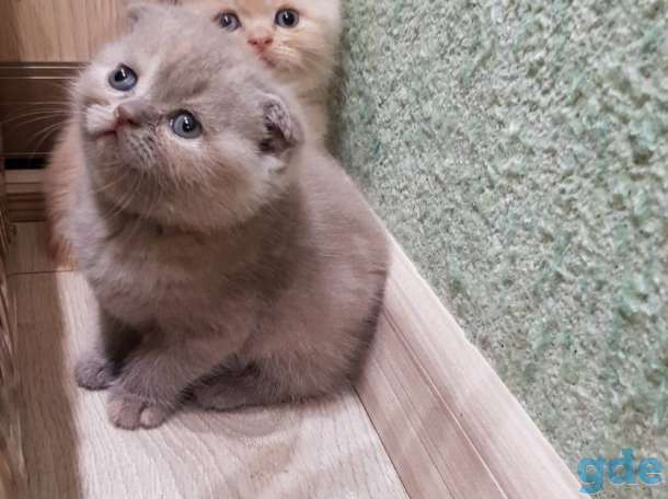 Шотландские котята, фотография 4