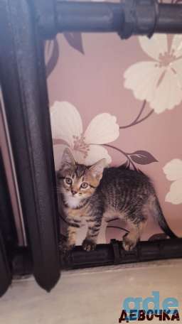 Котята в дар, фотография 3