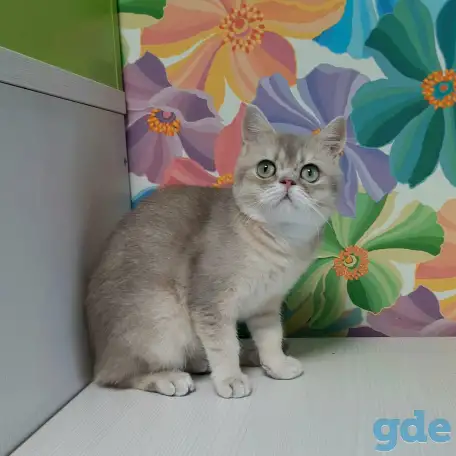 Шотландский кот голубая золотая шиншилла, фотография 4