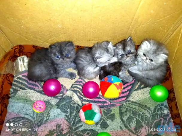 Персидские котята Экстремального типа чистокровные. Персы., фотография 3