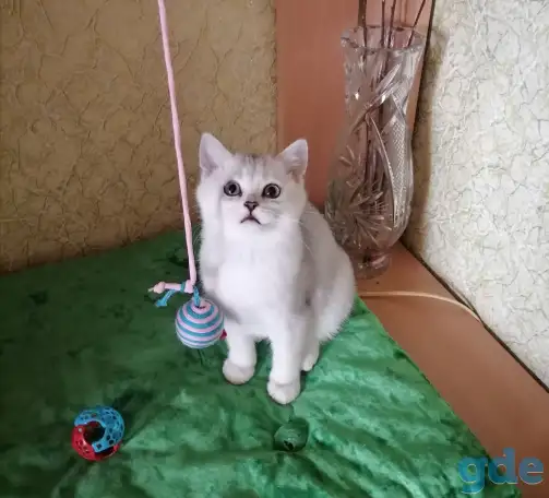 Британские котята окраса серебристая шиншилла, фотография 1