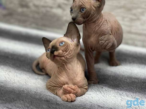 Котята канадского сфинкса, фотография 3