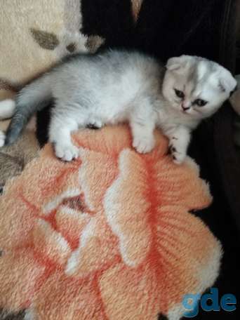 Чистокровные шотландские котята, фотография 4
