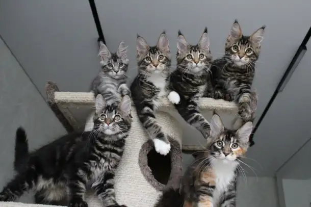 Котята мейн кун!, фотография 5