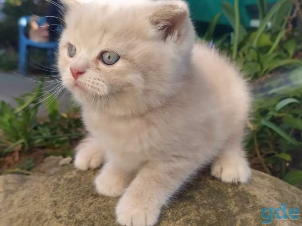 Британский короткошёрстный котенок, фотография 1