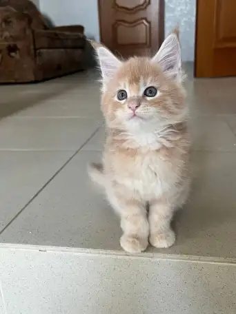 Котята, фотография 5