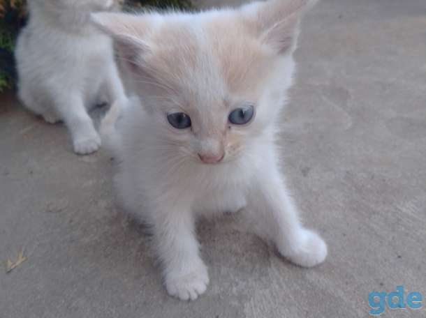 КОТЯТА, фотография 5