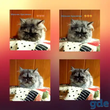 Персидские котята экстремального типа чистокровные.Персы.Котята., фотография 6