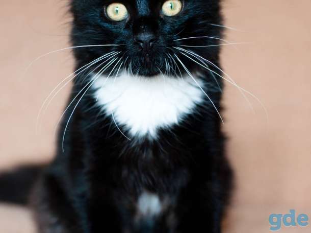 Котик в дар, фотография 4