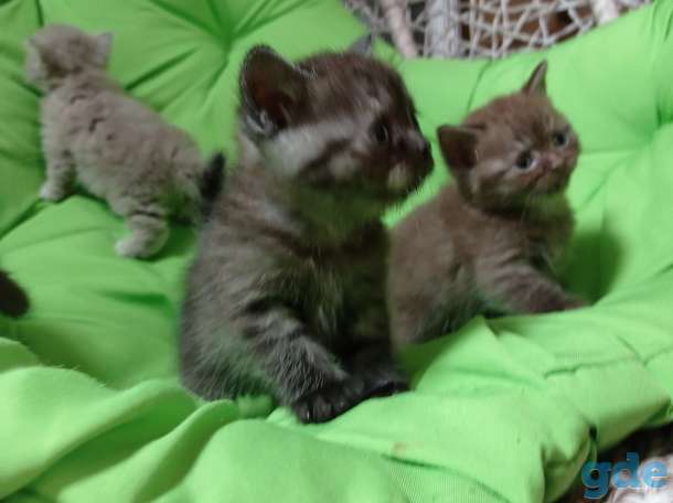 Котята британской короткошерстной, фотография 4