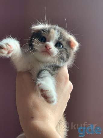 Продам вислоухую кошечку, фотография 2