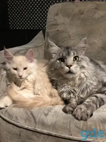 Котёнок Мейн-кун, фотография 2
