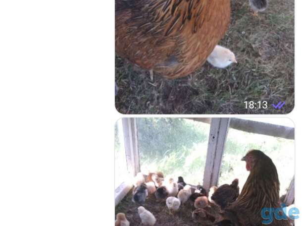 Продаю домашних цыплят, фотография 1