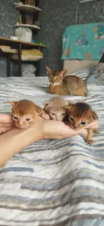 Продам котёнка абиссинской породы, фотография 5