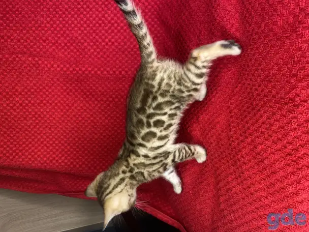 Бенгальские котята, фотография 6