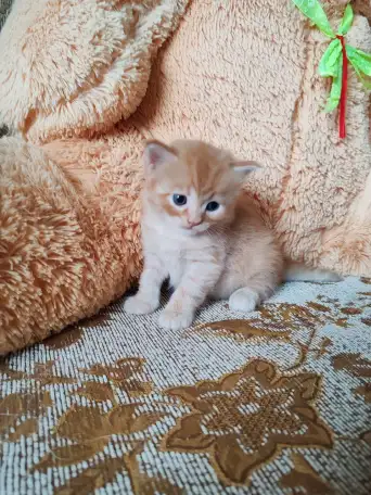Британские котята, фотография 6