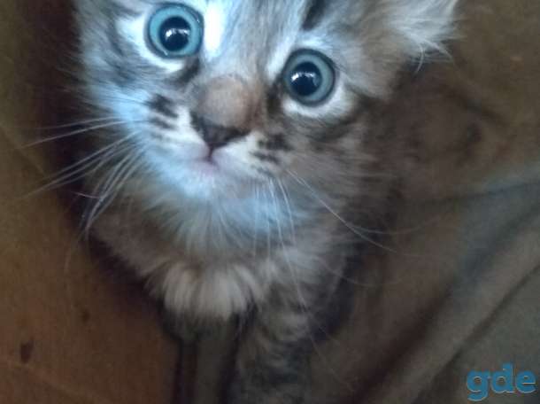 Котята в дар., фотография 3