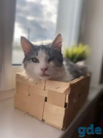Чудесные котята, фотография 3