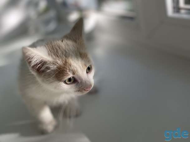 Котята в дар, фотография 7