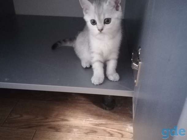 Шотландский котенок, фотография 6