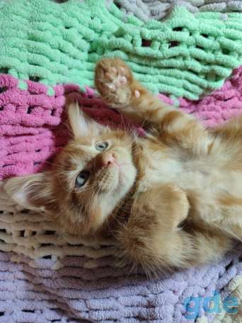 Котята Мейн-кун, фотография 7