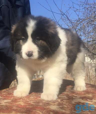Продам Щенка кавказской овчарки, фотография 4
