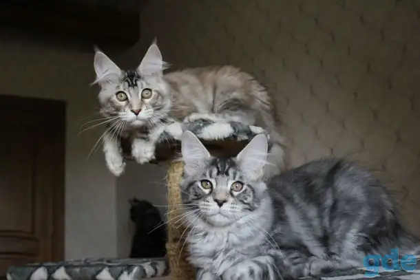 Котята мейн кун!, фотография 4