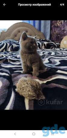 Продам шотландского котенка, фотография 2